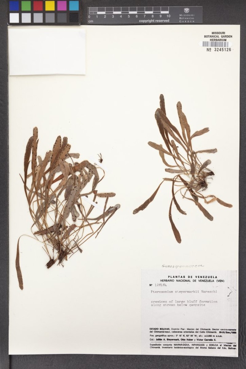 Pterozonium steyermarkii photo 4