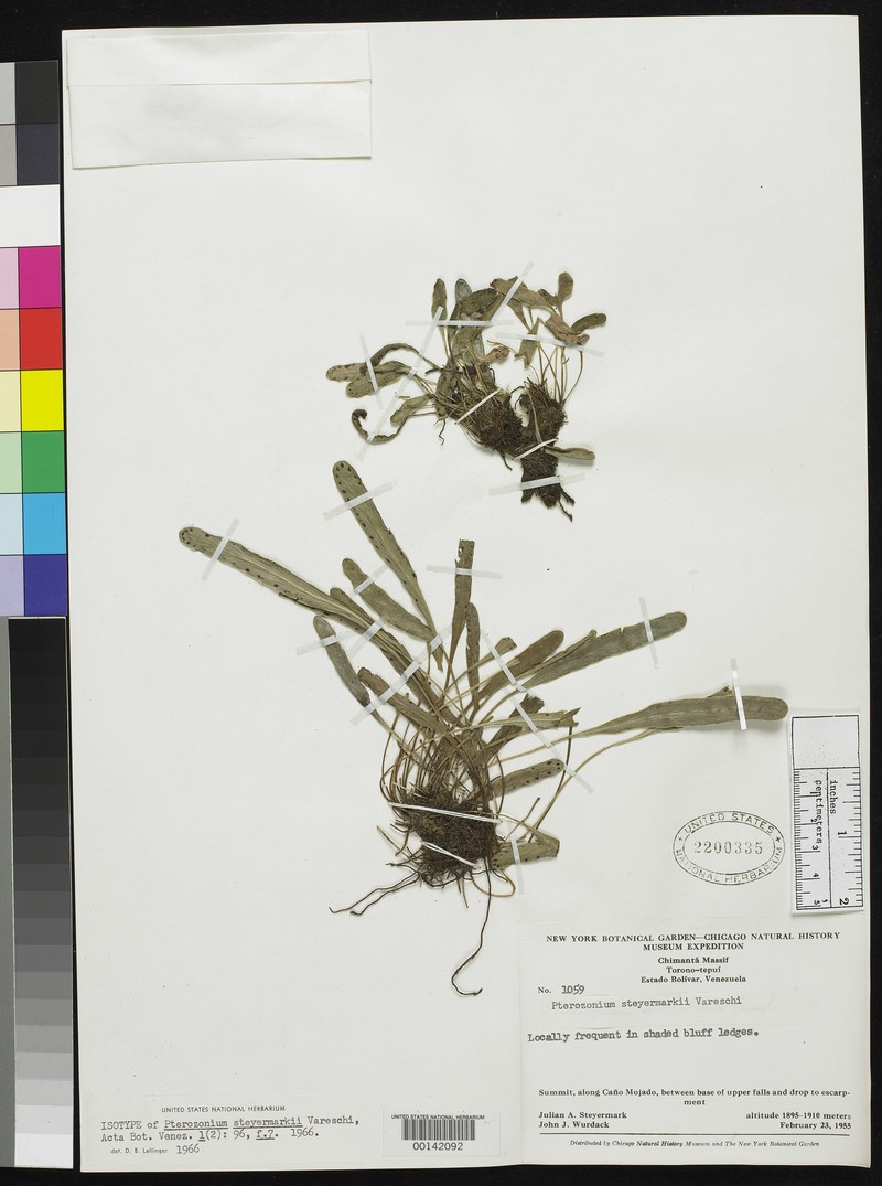 Pterozonium steyermarkii