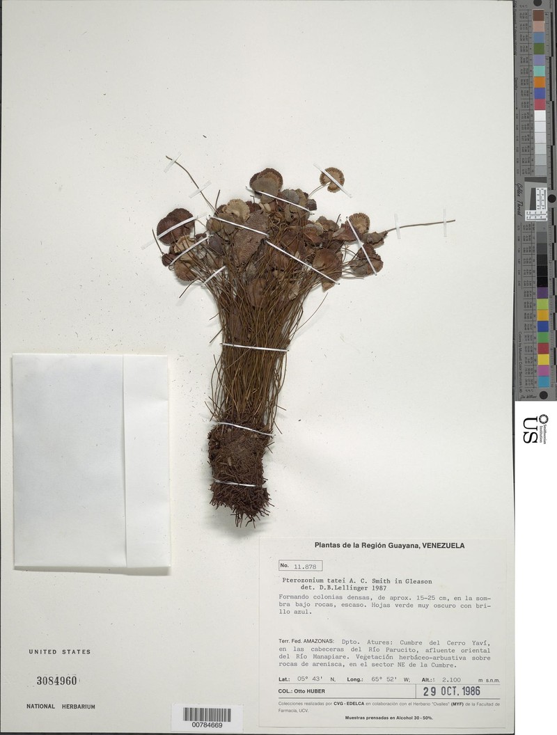 Pterozonium tatei photo 2