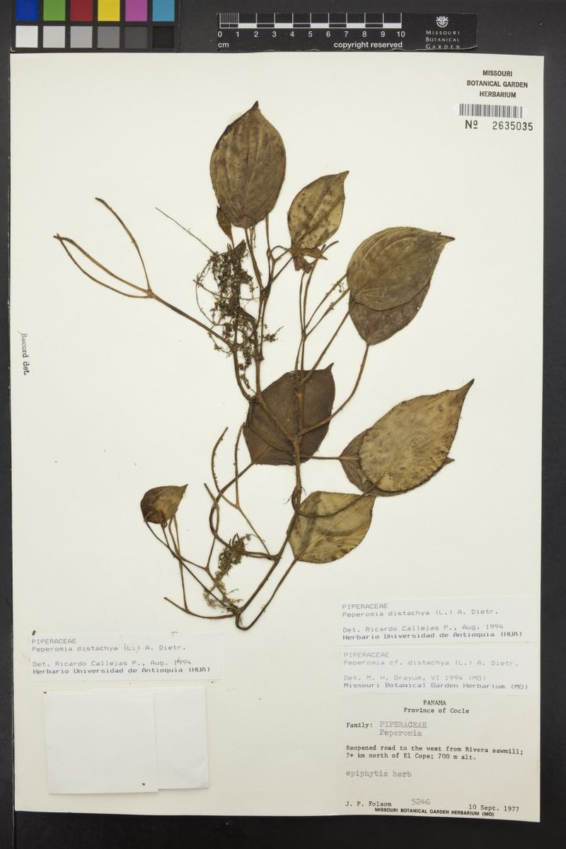 Pterozonium tatei photo 3