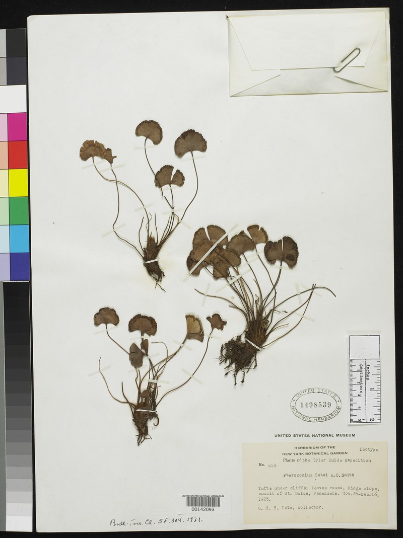Pterozonium tatei