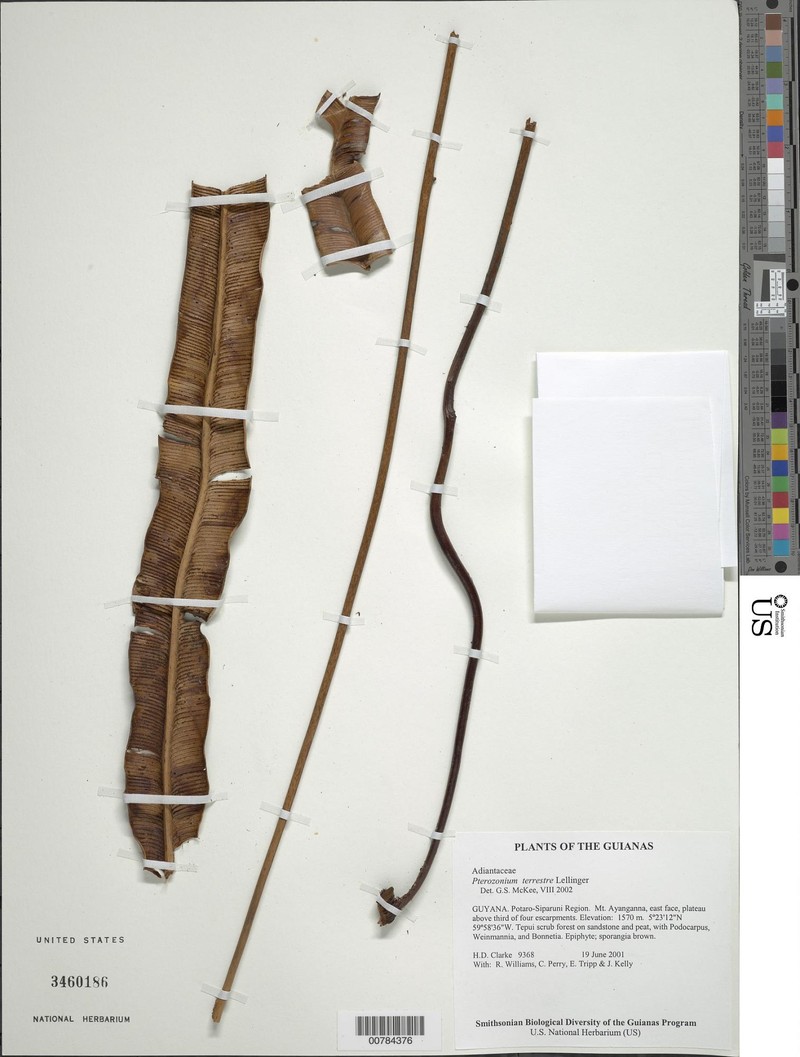 Pterozonium terrestre
