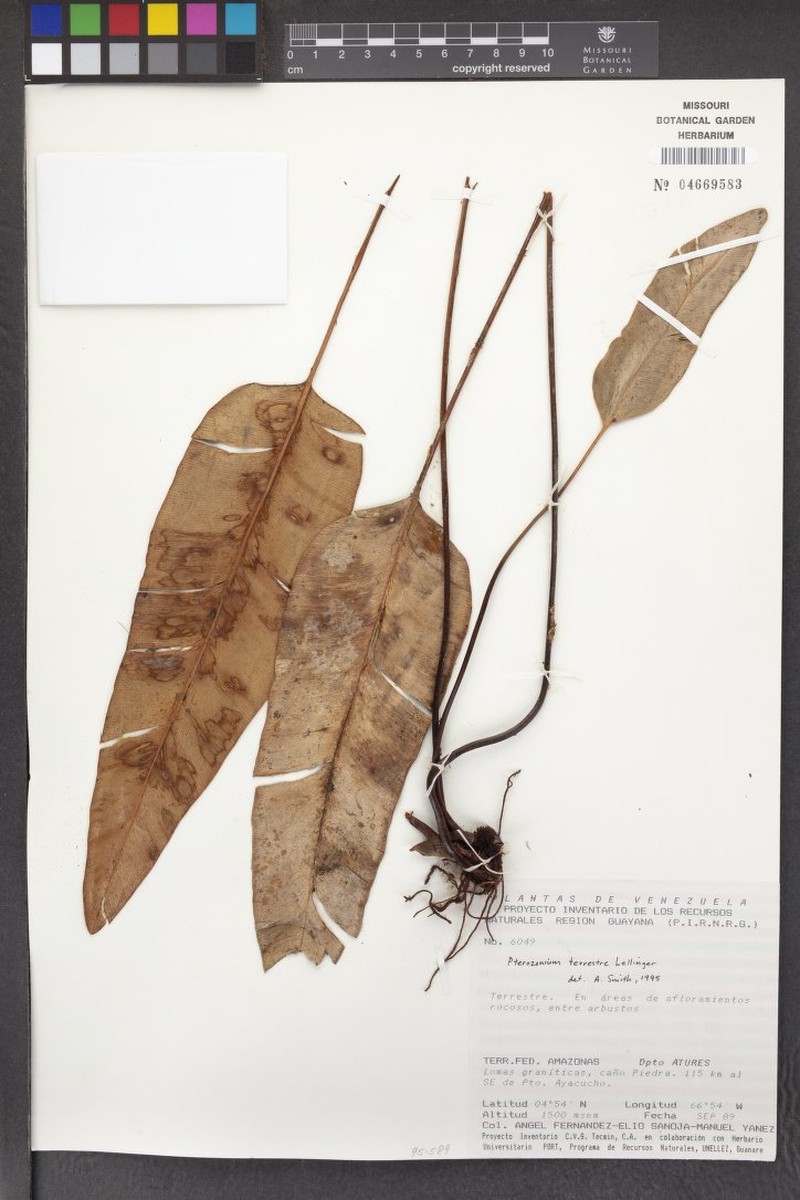 Pterozonium terrestre photo 2