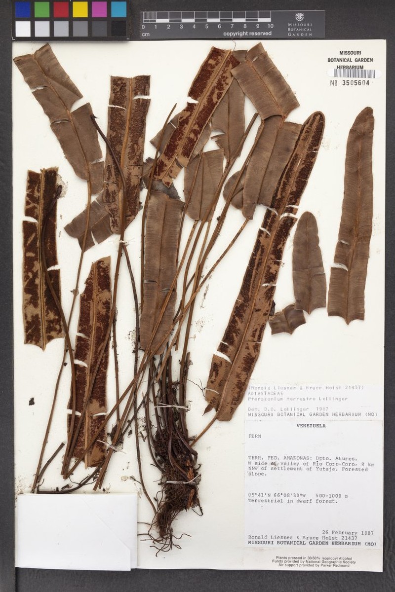 Pterozonium terrestre photo 3