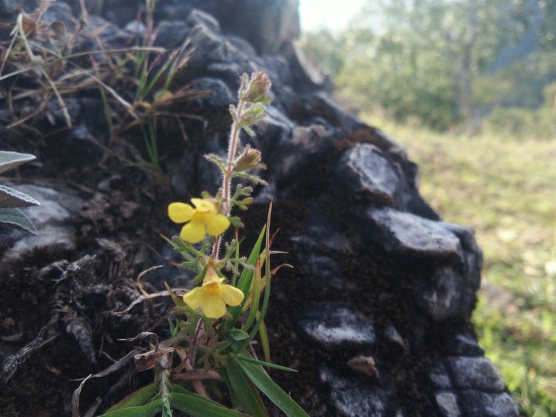 Pterygiella parishii