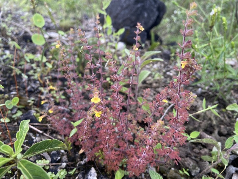 Pterygiella parishii photo 2