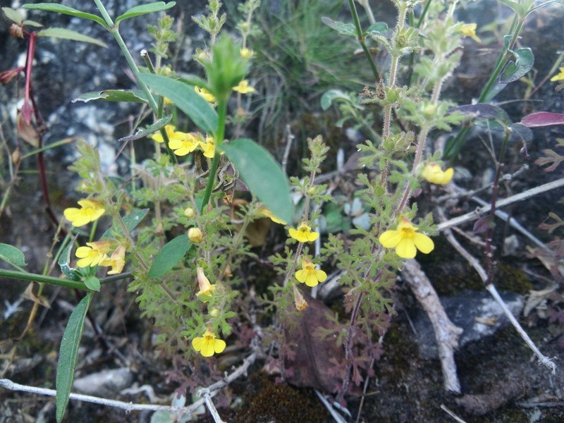 Pterygiella parishii photo 3