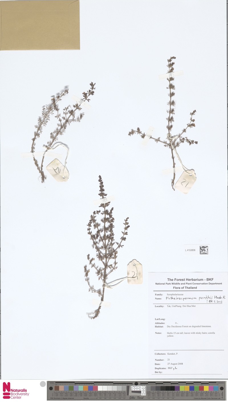 Pterygiella parishii photo 4