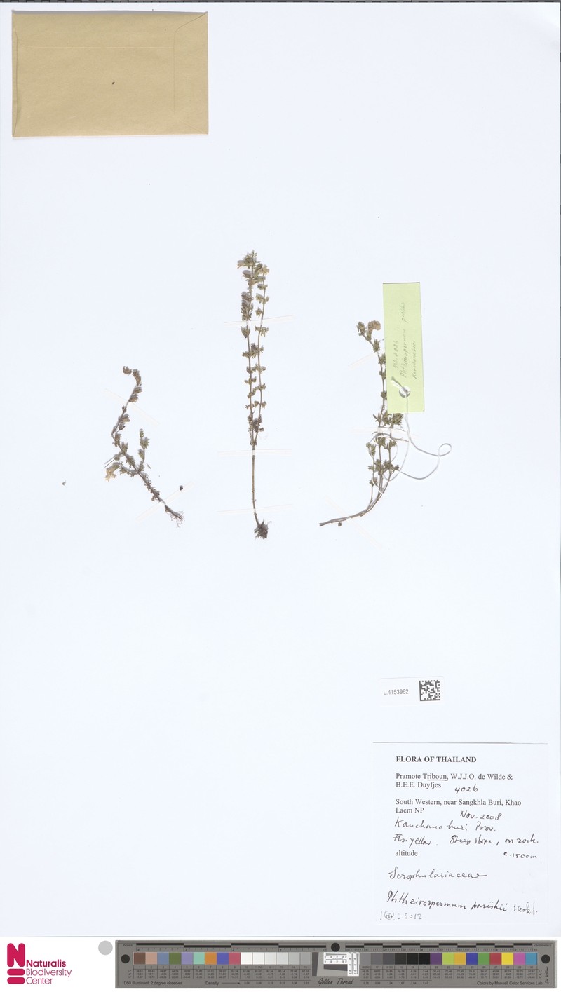Pterygiella parishii photo 5