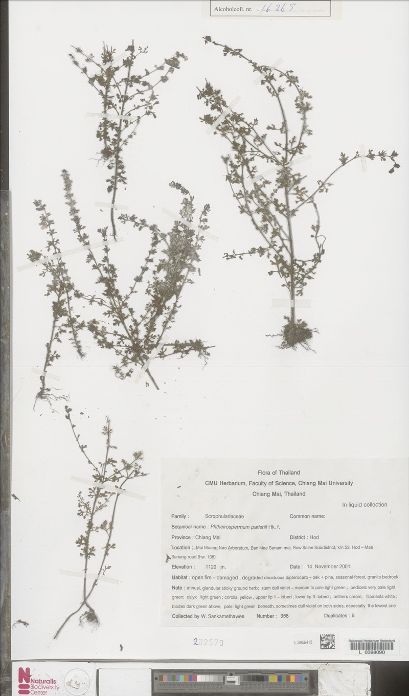 Pterygiella parishii photo 6