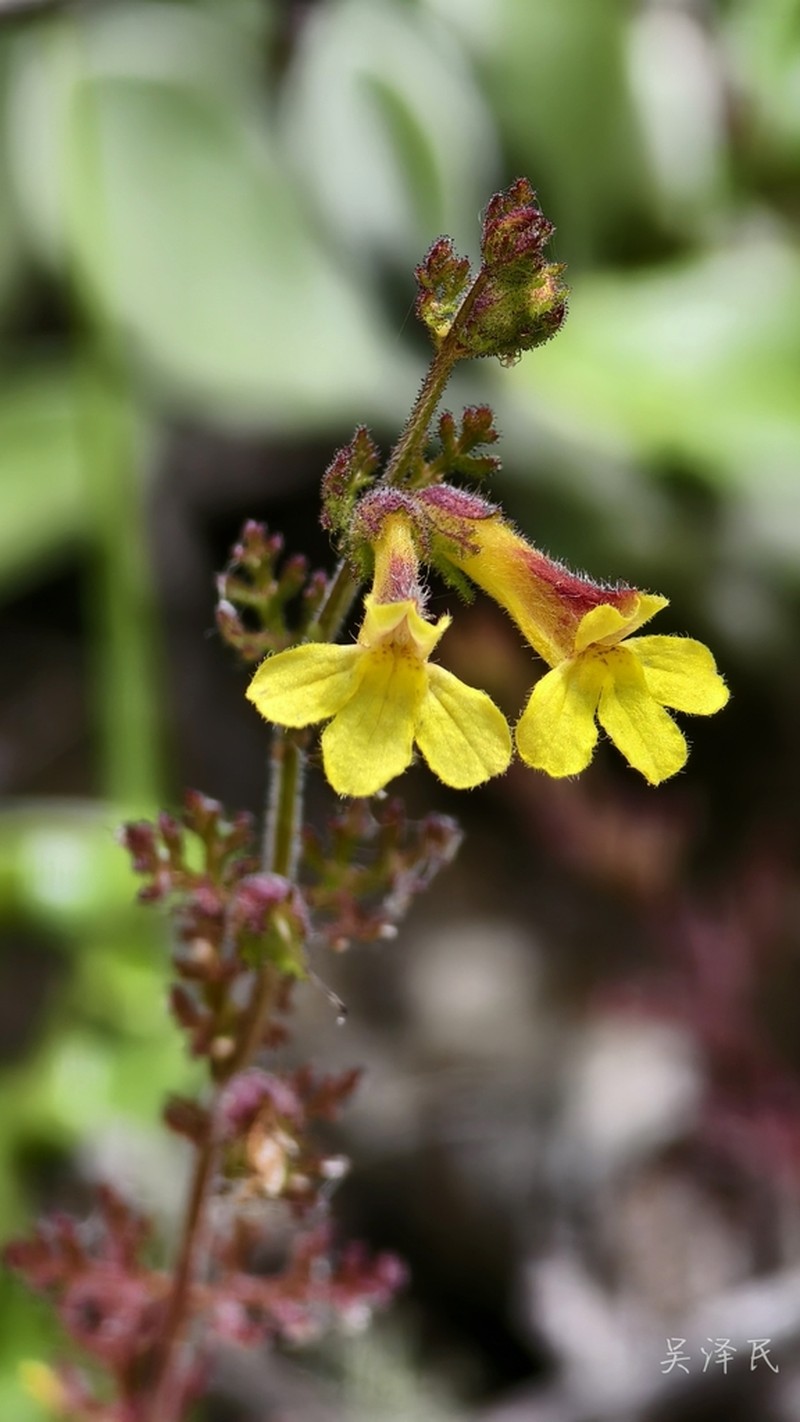 Pterygiella tenuisecta
