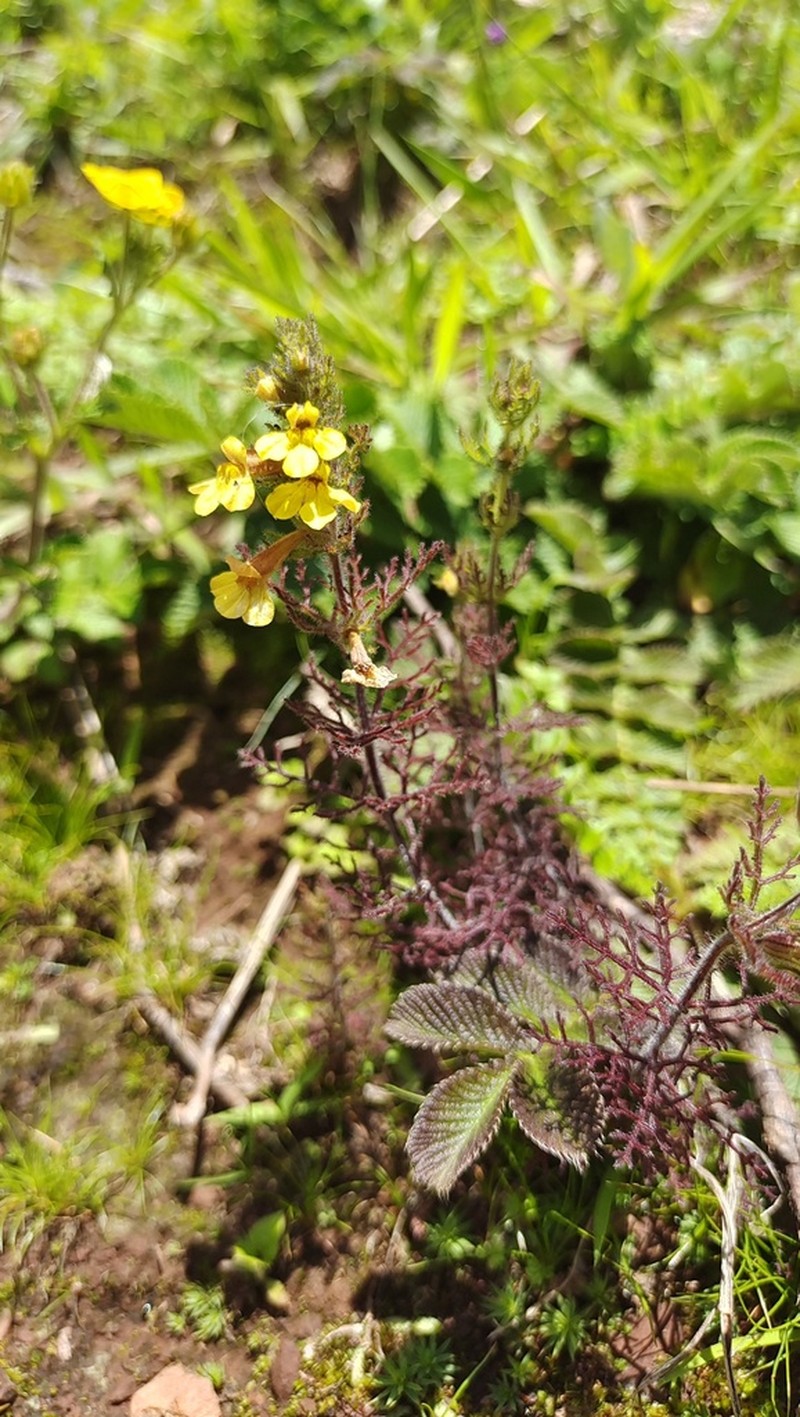 Pterygiella tenuisecta photo 2