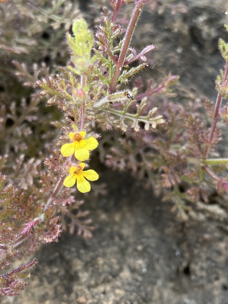 Pterygiella tenuisecta photo 3