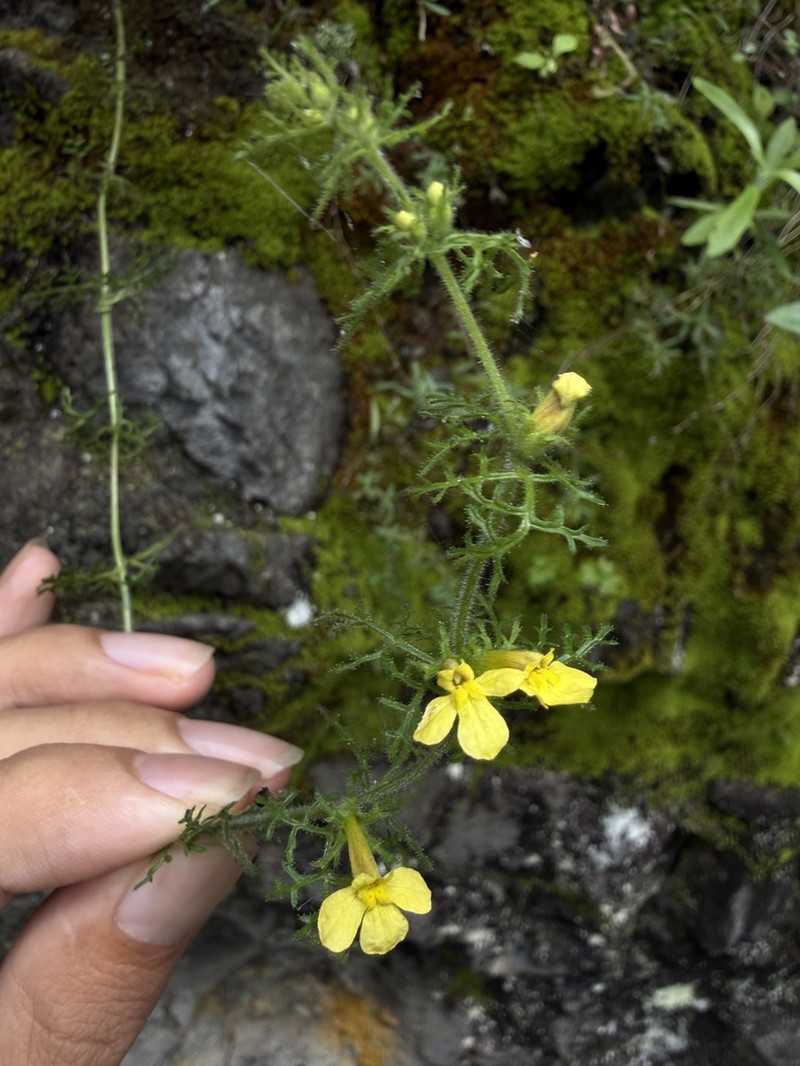 Pterygiella tenuisecta photo 5