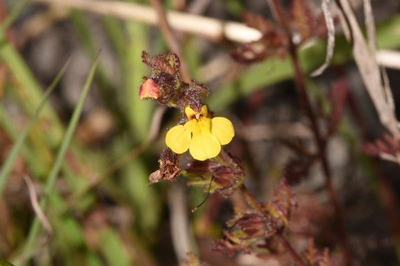 Pterygiella tenuisecta photo 6