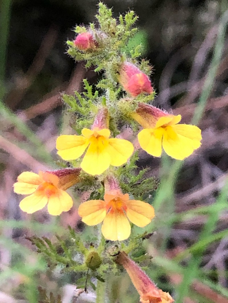 Pterygiella tenuisecta photo 7
