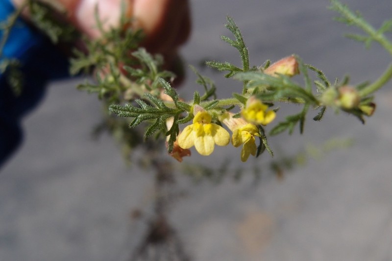 Pterygiella tenuisecta photo 8