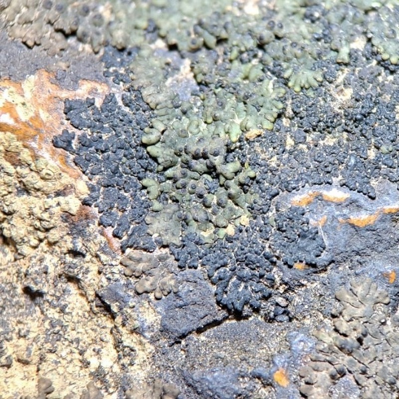 Pterygiopsis Lichen