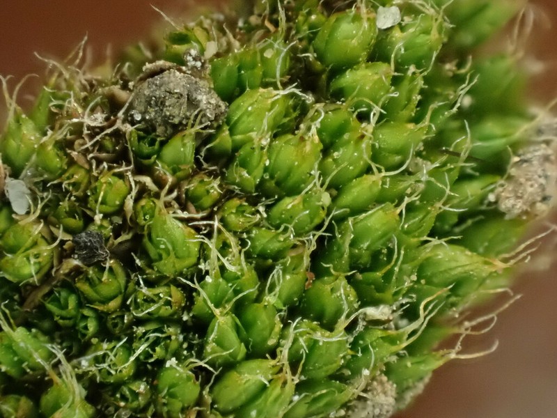 Kozlov's Pterygoneurum Moss
