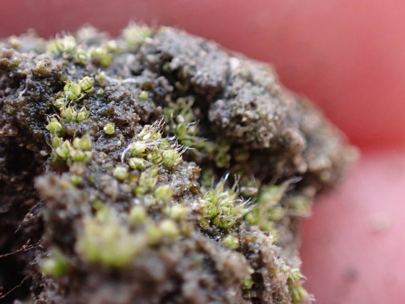Kozlov's Pterygoneurum Moss photo 2