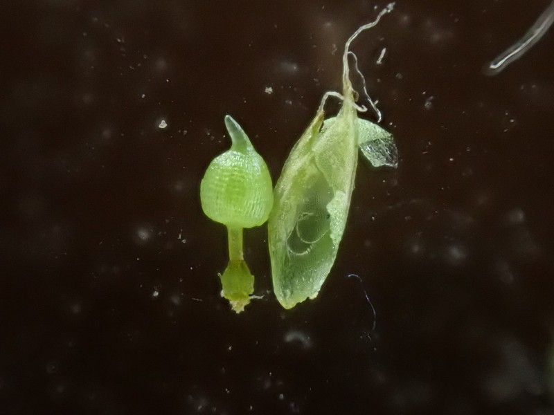 Kozlov's Pterygoneurum Moss photo 3