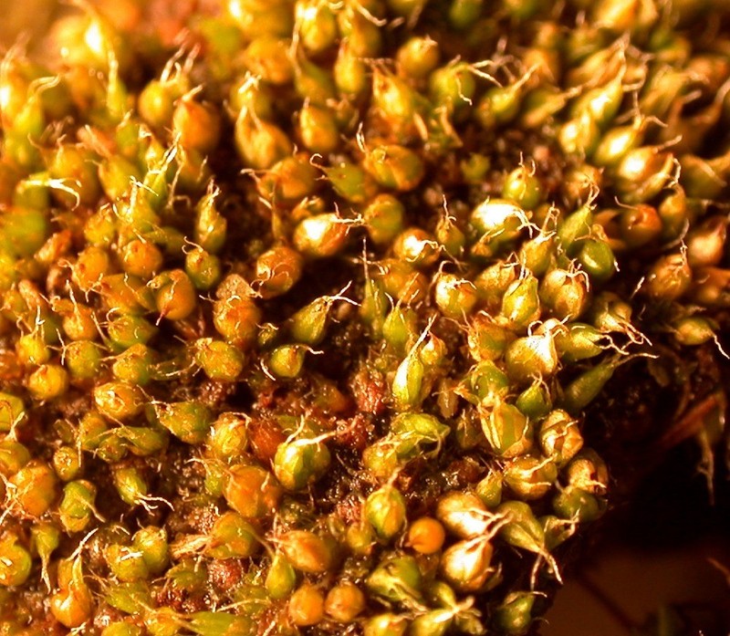 Kozlov's Pterygoneurum Moss photo 4