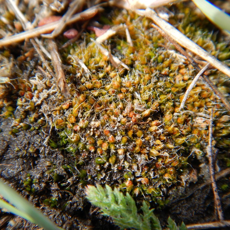 Kozlov's Pterygoneurum Moss photo 5
