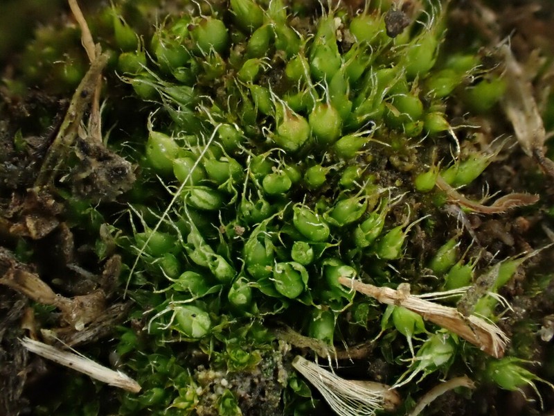 Kozlov's Pterygoneurum Moss photo 6