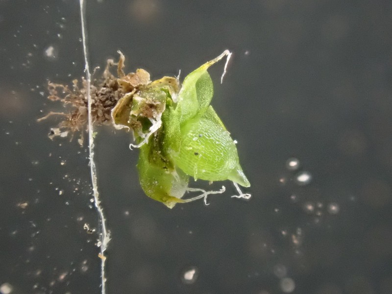 Kozlov's Pterygoneurum Moss photo 7