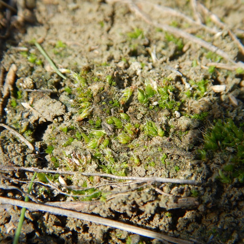 Kozlov's Pterygoneurum Moss photo 8