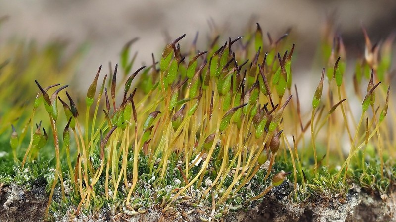 Lamella Pterygoneurum Moss