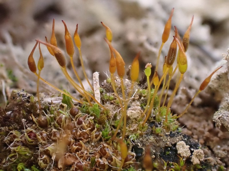 Lamella Pterygoneurum Moss photo 2