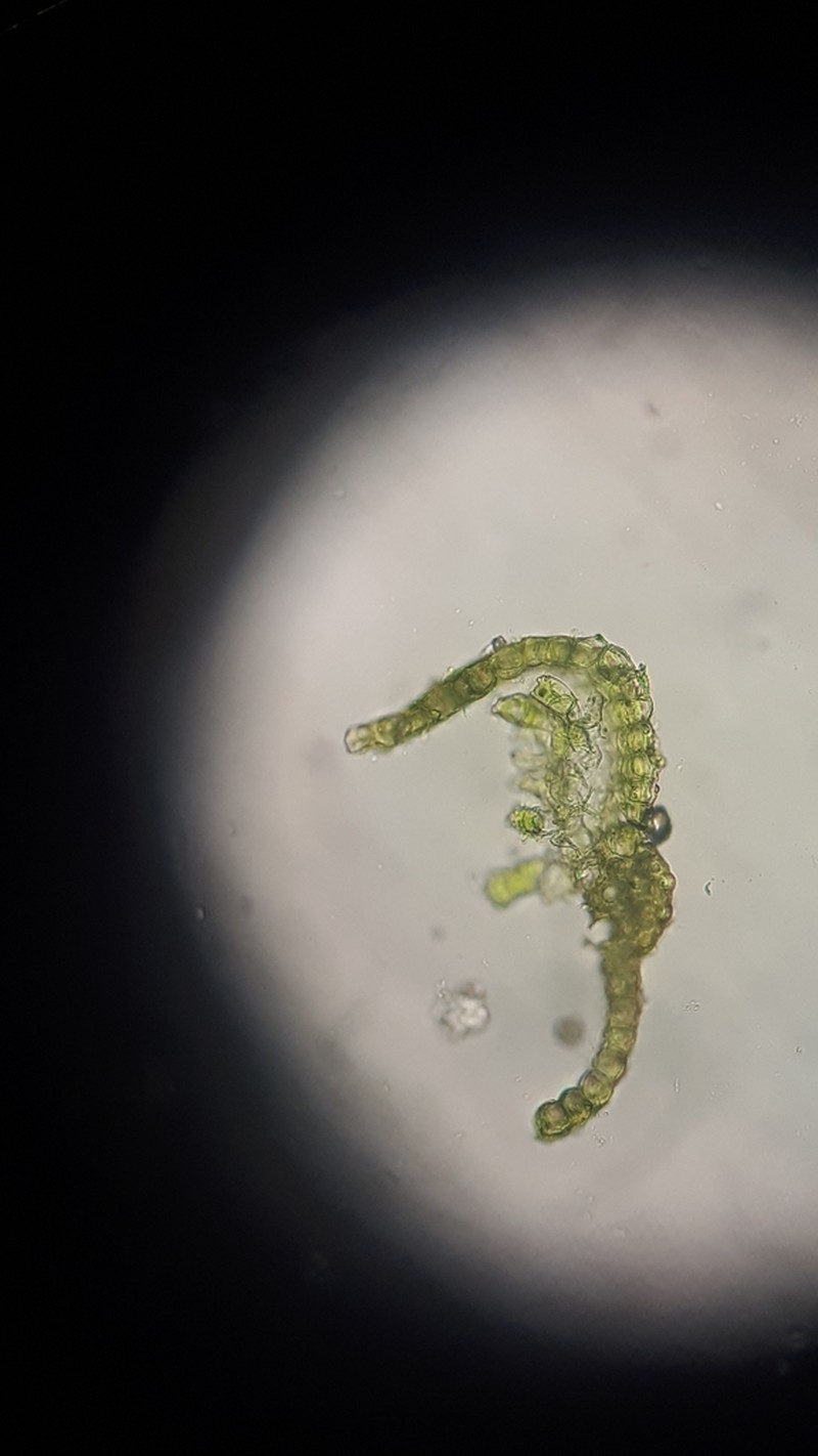 Lamella Pterygoneurum Moss photo 4
