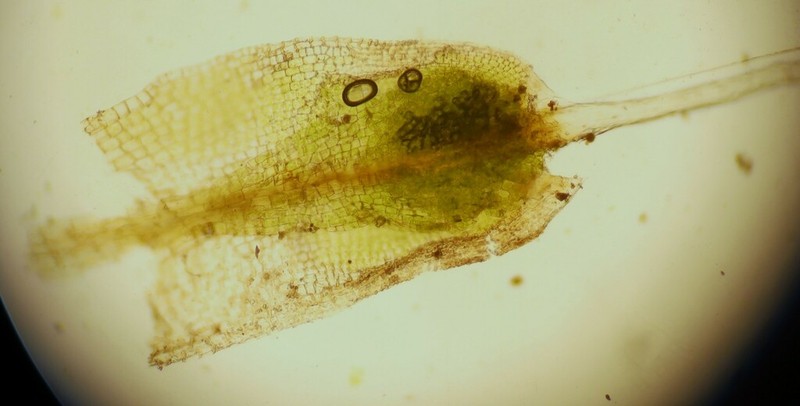Lamella Pterygoneurum Moss photo 5