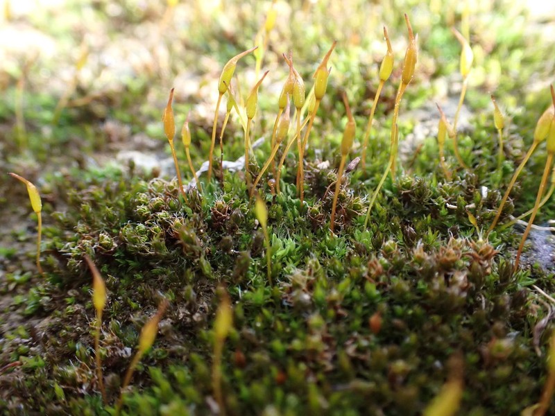 Lamella Pterygoneurum Moss photo 6