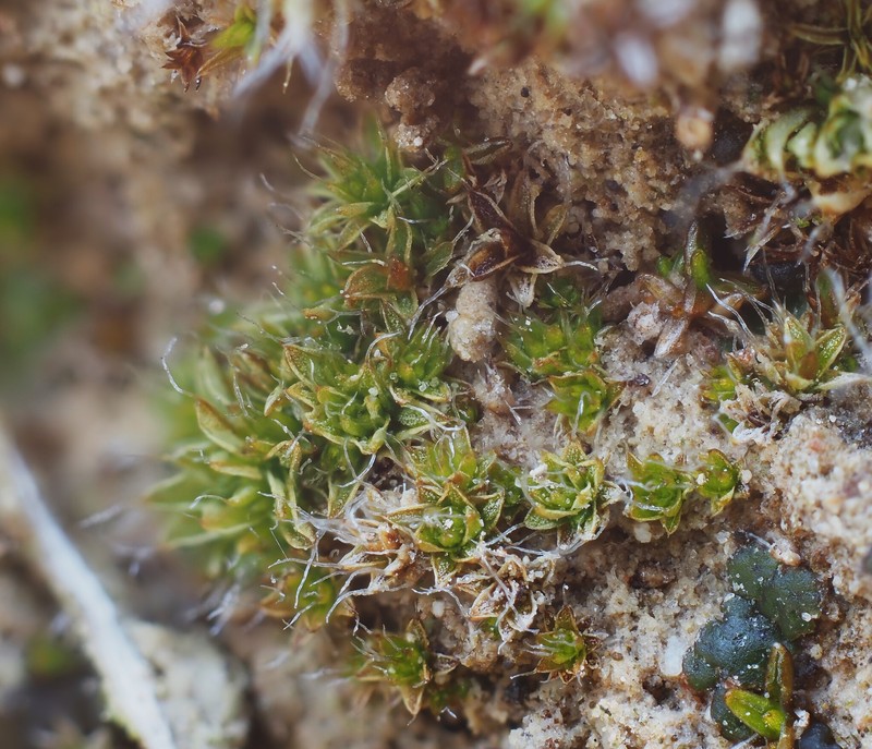 Lamella Pterygoneurum Moss photo 7