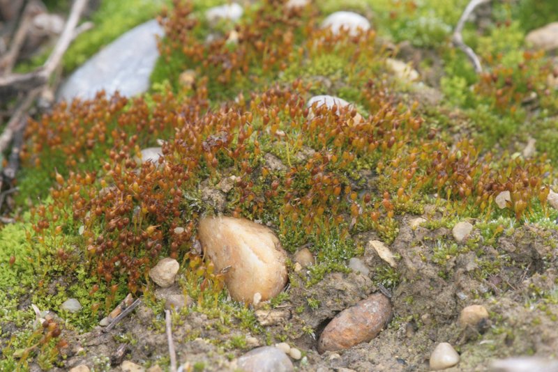 Ovate Pterygoneurum Moss
