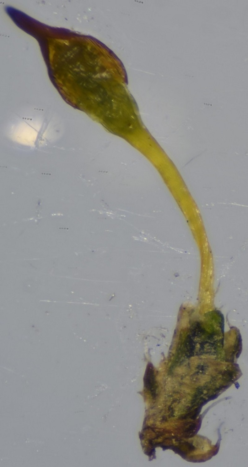 Ovate Pterygoneurum Moss photo 2