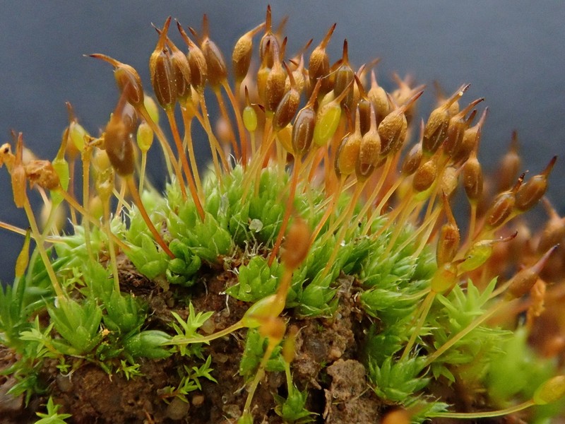 Ovate Pterygoneurum Moss photo 3