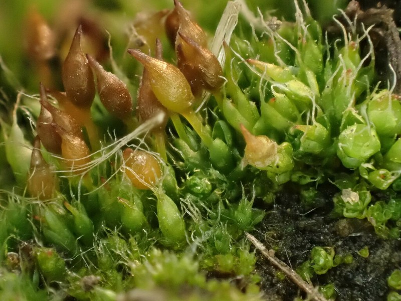 Ovate Pterygoneurum Moss photo 4