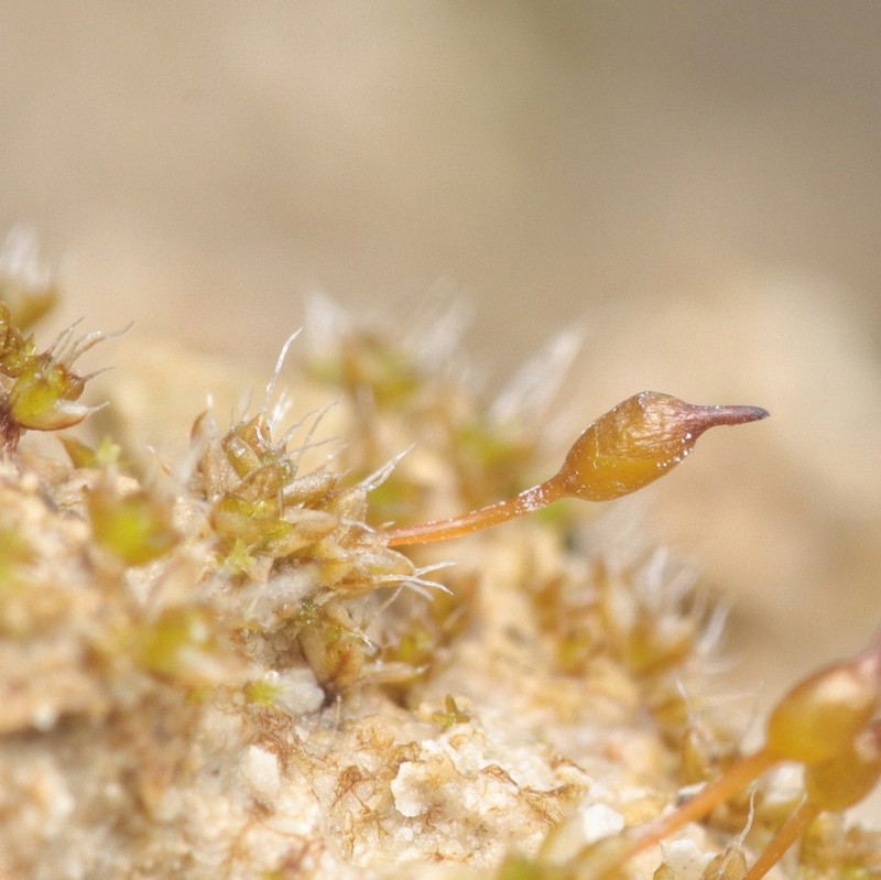Ovate Pterygoneurum Moss photo 5