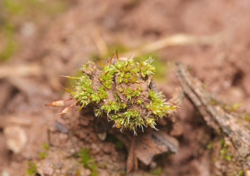 Ovate Pterygoneurum Moss photo 6