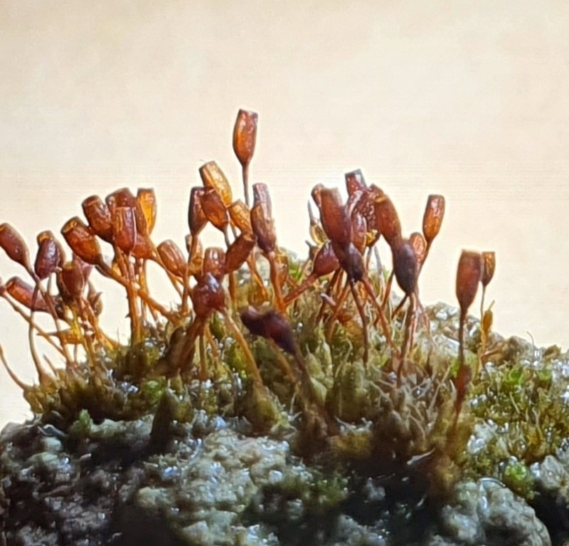 Ovate Pterygoneurum Moss photo 7