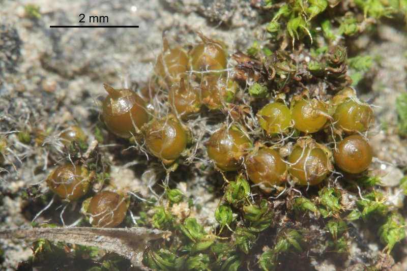 Sessile Pterygoneurum Moss