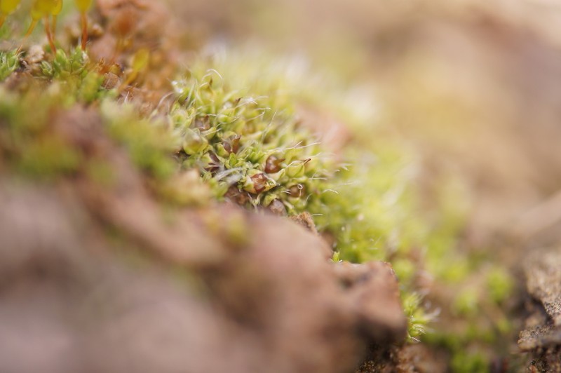 Sessile Pterygoneurum Moss