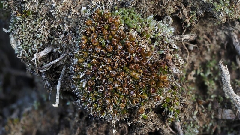 Sessile Pterygoneurum Moss photo 2