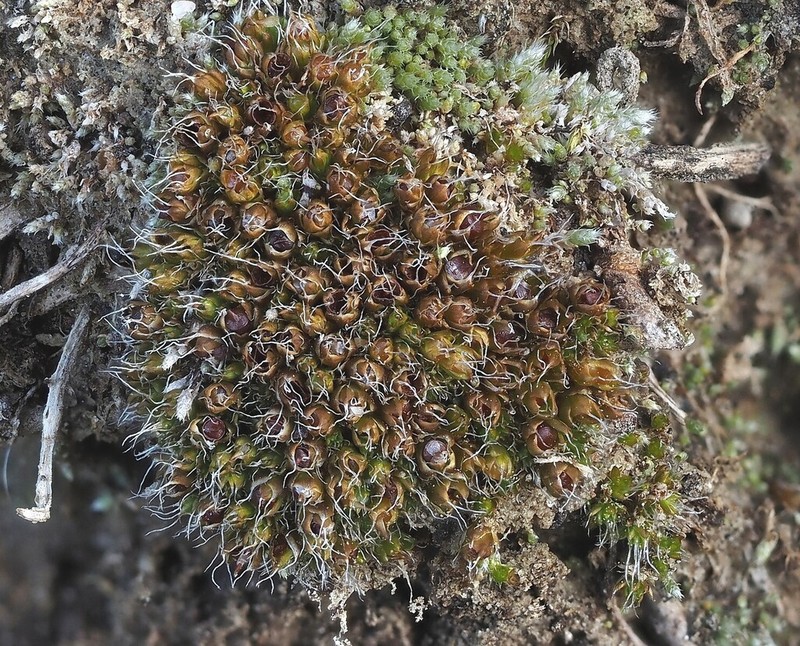 Sessile Pterygoneurum Moss photo 3