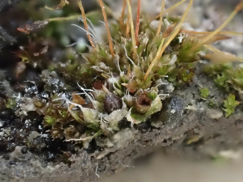 Sessile Pterygoneurum Moss photo 4
