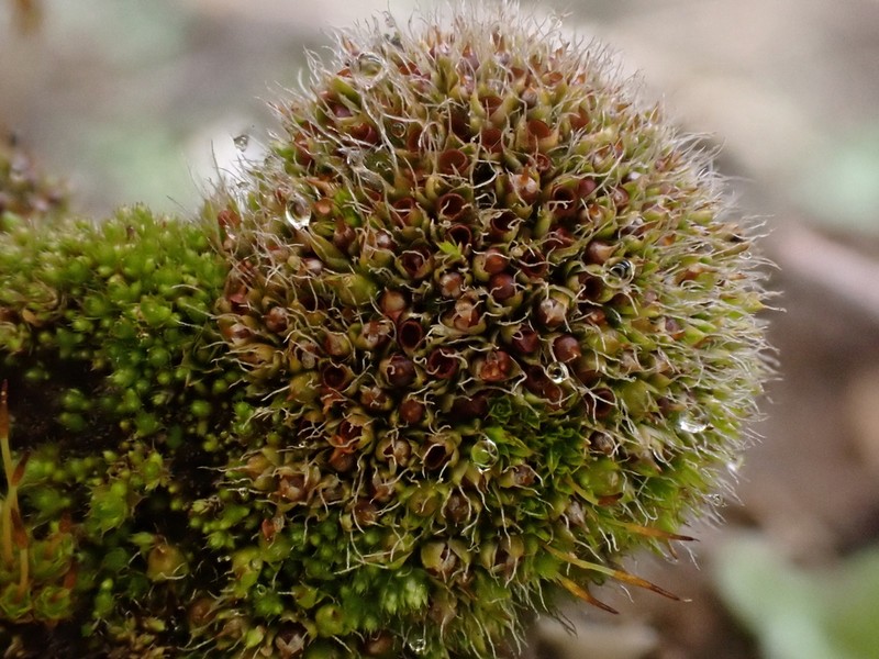 Sessile Pterygoneurum Moss photo 5