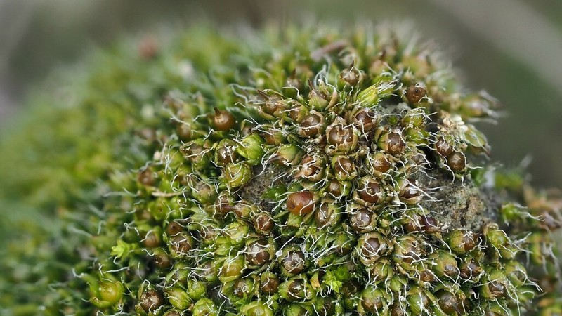 Sessile Pterygoneurum Moss photo 6